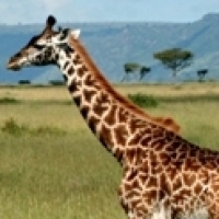rothschild giraffe