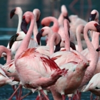 flamingo close up