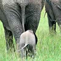 elephants walking away