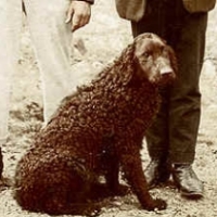 33 - Two fisherman posing with curly haired dog